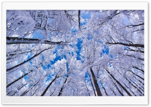 Looking Up Through Trees, Winter Ultra HD Wallpaper for 4K UHD Widescreen desktop, tablet & smartphone