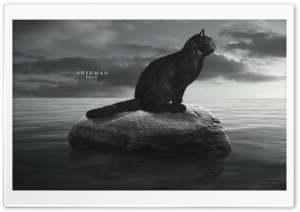 Lost Cat Ultra HD Wallpaper for 4K UHD Widescreen desktop, tablet & smartphone