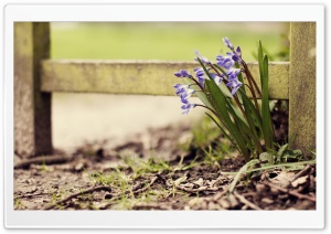Lost Hyacinths Ultra HD Wallpaper for 4K UHD Widescreen desktop, tablet & smartphone