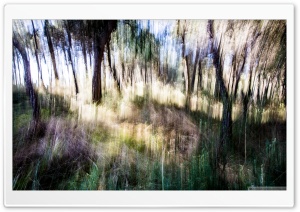 Lost in the Woods Ultra HD Wallpaper for 4K UHD Widescreen desktop, tablet & smartphone