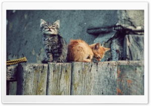 Lost Kittens Ultra HD Wallpaper for 4K UHD Widescreen desktop, tablet & smartphone