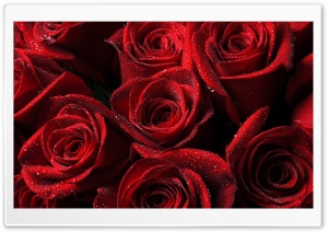 Lots of Red Roses Ultra HD Wallpaper for 4K UHD Widescreen desktop, tablet & smartphone