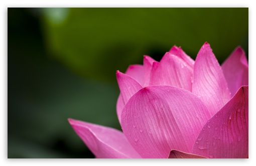 Lotus UltraHD Wallpaper for UHD 16:9 ; HD 16:9 ; Widescreen 16:10 5:3 ; Fullscreen 4:3 5:4 3:2 ; Tablet 1:1 ; Dual 5:4 ;