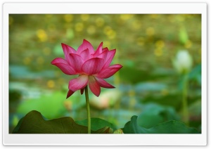 Lotus 5K Ultra HD Wallpaper for 4K UHD Widescreen desktop, tablet & smartphone