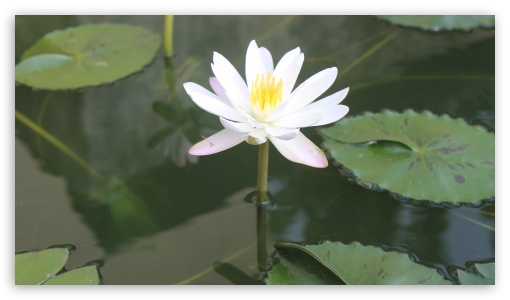 lotus UltraHD Wallpaper for UHD 16:9 ; HD 16:9 ; Fullscreen 3:2 ;