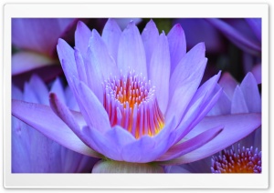 Lotus Ultra HD Wallpaper for 4K UHD Widescreen desktop, tablet & smartphone