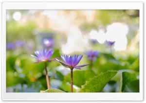 Lotus flower Ultra HD Wallpaper for 4K UHD Widescreen Desktop, Lockscreen, Screensaver, TV, Tablet, Smartphone