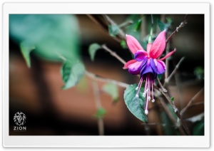 Lotus Flower Ultra HD Wallpaper for 4K UHD Widescreen desktop, tablet & smartphone