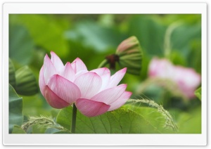 Lotus Flower Blooming Ultra HD Wallpaper for 4K UHD Widescreen desktop, tablet & smartphone