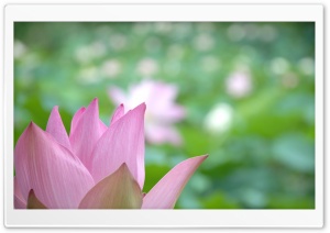Lotus Flower Close-up Ultra HD Wallpaper for 4K UHD Widescreen desktop, tablet & smartphone