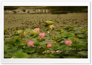 Lotus Flowers Ultra HD Wallpaper for 4K UHD Widescreen desktop, tablet & smartphone