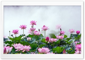 Lotus Flowers, Mist, Lake 4K UHD Wallpaper for Widescreen and UltraWide Desktop, UltraHD TV, Smartphone, Tablet