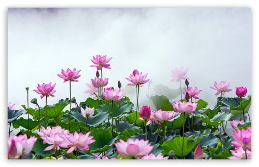 Lotus Flowers, Mist, Lake UltraHD Wallpaper for UHD 16:9 ; HD 16:9 ; UltraWide 21:9 24:10 32:9 32:10 ; Widescreen 16:10 5:3 ; Fullscreen 4:3 5:4 3:2 ; Tablet 1:1 ; Mobile 9:16 9:19.5 9:20 10:16 2:3 3:5 3:4 ; Dual 16:10 5:3 16:9 4:3 5:4 3:2 ;