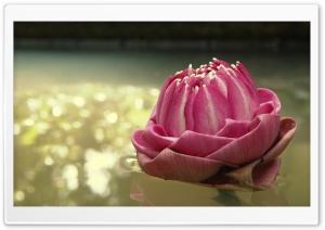 Lotus Thailand 4K UHD Wallpaper for Widescreen and UltraWide Desktop, UltraHD TV, Smartphone, Tablet