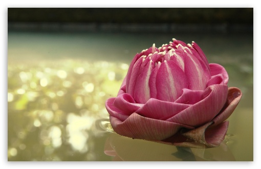Lotus Thailand UltraHD Wallpaper for HD 16:9 ; Widescreen 16:10 5:3 ; Fullscreen 4:3 5:4 3:2 ; Tablet 1:1 ;