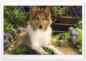 Lounging Sheltie Puppy Ultra HD Wallpaper for 4K UHD Widescreen desktop, tablet & smartphone