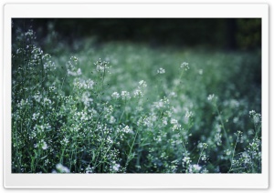 Love Flower Ultra HD Wallpaper for 4K UHD Widescreen desktop, tablet & smartphone