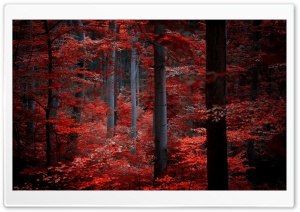 Love Forest Ultra HD Wallpaper for 4K UHD Widescreen desktop, tablet & smartphone