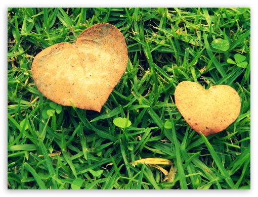 Love is in the leaves UltraHD Wallpaper for Fullscreen 4:3 ;