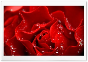 Love is Like a Red Rose Ultra HD Wallpaper for 4K UHD Widescreen desktop, tablet & smartphone