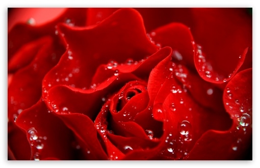 Love is Like a Red Rose UltraHD Wallpaper for HD 16:9 ; UltraWide 32:10 ; Widescreen 16:10 5:3 ; Fullscreen 4:3 5:4 3:2 ; Tablet 1:1 ; Mobile 3:5 3:4 ; Dual 16:10 5:3 16:9 4:3 5:4 ;