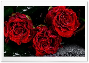 Love Red Roses Ultra HD Wallpaper for 4K UHD Widescreen desktop, tablet & smartphone