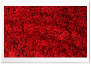 Love Red Roses Background Ultra HD Wallpaper for 4K UHD Widescreen desktop, tablet & smartphone
