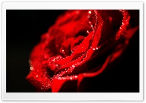 Love Rose Ultra HD Wallpaper for 4K UHD Widescreen desktop, tablet & smartphone