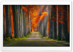 Lovely Autumn Afternoon Ultra HD Wallpaper for 4K UHD Widescreen desktop, tablet & smartphone
