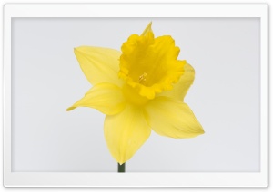 Lovely Daffodil Flower Ultra HD Wallpaper for 4K UHD Widescreen desktop, tablet & smartphone