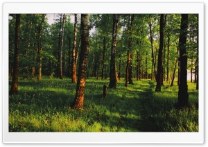 Lovely Forest Ultra HD Wallpaper for 4K UHD Widescreen desktop, tablet & smartphone