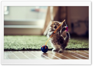 Lovely Playful Kitten Ultra HD Wallpaper for 4K UHD Widescreen desktop, tablet & smartphone