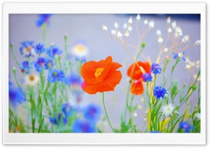 Lovely Poppy Ultra HD Wallpaper for 4K UHD Widescreen desktop, tablet & smartphone