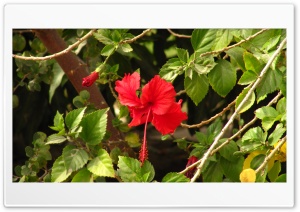 Lovely Red Flower Ultra HD Wallpaper for 4K UHD Widescreen Desktop, Lockscreen, Screensaver, TV, Tablet, Smartphone