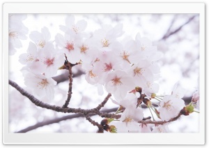 Lovely Spring Ultra HD Wallpaper for 4K UHD Widescreen desktop, tablet & smartphone