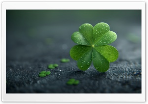 Lucky Clover, Shamrock, Macro, Water Drops 4K UHD Wallpaper for Widescreen and UltraWide Desktop, UltraHD TV, Smartphone, Tablet