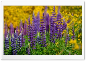 Lupine Flowers 4K UHD Wallpaper for Widescreen and UltraWide Desktop, UltraHD TV, Smartphone, Tablet