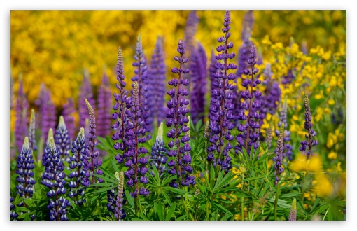 Lupine Flowers UltraHD Wallpaper for UHD 16:9 ; HD 16:9 ; UltraWide 21:9 24:10 32:9 32:10 ; Widescreen 16:10 5:3 ; Fullscreen 4:3 5:4 3:2 ; Tablet 1:1 ; Mobile 9:16 9:19.5 9:20 9:21 9:22 10:16 2:3 3:5 3:4 ; Dual 16:10 5:3 16:9 4:3 5:4 3:2 ;