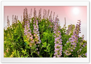 Lupines Flowers Ultra HD Wallpaper for 4K UHD Widescreen desktop, tablet & smartphone