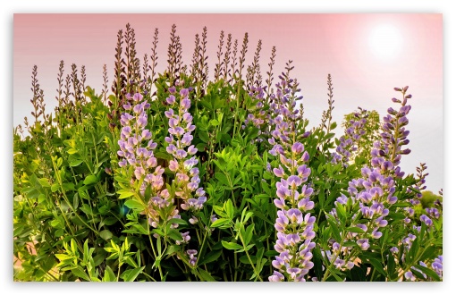 Lupines Flowers UltraHD Wallpaper for HD 16:9 ; Widescreen 16:10 5:3 ; Fullscreen 4:3 5:4 3:2 ; Tablet 1:1 ; Mobile 3:5 3:4 ; Dual 16:10 5:3 16:9 4:3 5:4 ;