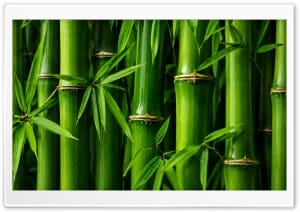 Lush Green Bamboo Background 4K UHD Wallpaper for Widescreen and UltraWide Desktop, UltraHD TV, Smartphone, Tablet