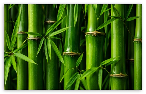 Lush Green Bamboo Background UltraHD Wallpaper for UHD 16:9 ; HD 16:9 ; UltraWide 21:9 24:10 32:9 32:10 ; Widescreen 16:10 ; Tablet 1:1 ; Mobile 9:16 9:19.5 9:20 9:21 9:22 ; Dual 16:10 16:9 ;
