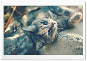 Lying Cat Ultra HD Wallpaper for 4K UHD Widescreen desktop, tablet & smartphone