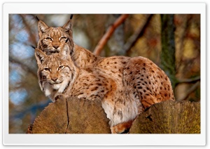 Lynx Animals Ultra HD Wallpaper for 4K UHD Widescreen desktop, tablet & smartphone