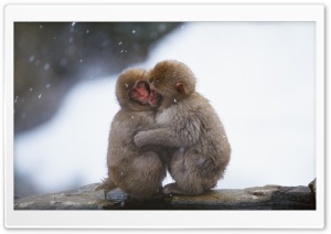 Macaques Hug Ultra HD Wallpaper for 4K UHD Widescreen desktop, tablet & smartphone