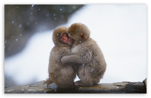 Macaques Hug UltraHD Wallpaper for Wide 16:10 5:3 Widescreen WHXGA WQXGA WUXGA WXGA WGA ; 8K UHD TV 16:9 Ultra High Definition 2160p 1440p 1080p 900p 720p ; Standard 4:3 5:4 3:2 Fullscreen UXGA XGA SVGA QSXGA SXGA DVGA HVGA HQVGA ( Apple PowerBook G4 iPhone 4 3G 3GS iPod Touch ) ; Tablet 1:1 ; iPad 1/2/Mini ; Mobile 4:3 5:3 3:2 16:9 5:4 - UXGA XGA SVGA WGA DVGA HVGA HQVGA ( Apple PowerBook G4 iPhone 4 3G 3GS iPod Touch ) 2160p 1440p 1080p 900p 720p QSXGA SXGA ;