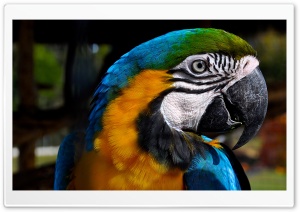 Macaw Ultra HD Wallpaper for 4K UHD Widescreen desktop, tablet & smartphone