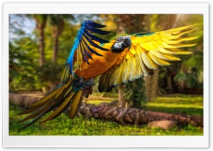Macaw 1 Ultra HD Wallpaper for 4K UHD Widescreen desktop, tablet & smartphone
