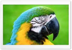 Macaw Parrot Ultra HD Wallpaper for 4K UHD Widescreen desktop, tablet & smartphone