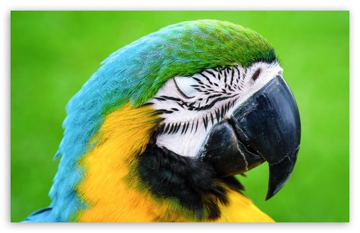 Beautiful Parrot 4K Pic | 3840x2160 resolution wallpaper